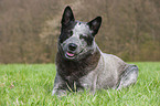 liegender Australian Cattle Dog