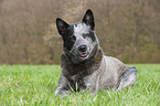 liegender Australian Cattle Dog