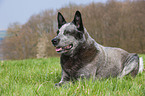 liegender Australian Cattle Dog