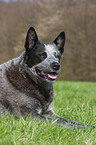 liegender Australian Cattle Dog