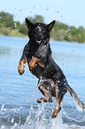 springender Australian Cattle Dog