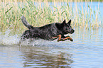 rennender Australian Cattle Dog