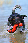 spielender Australian Cattle Dog