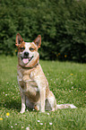 sitzender Australian Cattle Dog