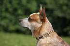 Australian Cattle Dog Portrait