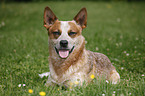 liegender Australian Cattle Dog