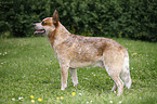 Australian Cattle Dog