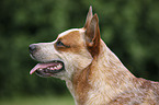 Australian Cattle Dog Portrait