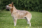 Australian Cattle Dog