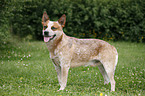 Australian Cattle Dog