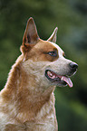 Australian Cattle Dog Portrait