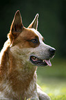 Australian Cattle Dog Portrait