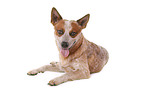 liegender Australian Cattle Dog