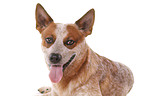 Australian Cattle Dog Portrait