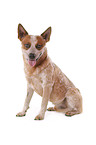 sitzender Australian Cattle Dog