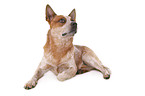 liegender Australian Cattle Dog