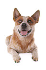 liegender Australian Cattle Dog