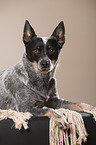 liegender Australian Cattle Dog