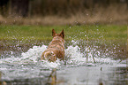 Australian Cattle Dog im Wasser