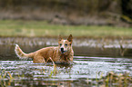 Australian Cattle Dog im Wasser