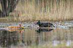 Australian Cattle Dogs im Wasser