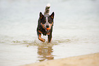 Australian Cattle Dog im Wasser