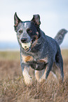 rennender Australian Cattle Dog