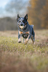 rennender Australian Cattle Dog