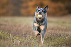 rennender Australian Cattle Dog