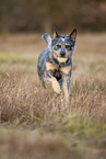 rennender Australian Cattle Dog