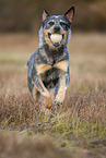 rennender Australian Cattle Dog