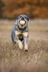 rennender Australian Cattle Dog