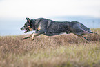 rennender Australian Cattle Dog