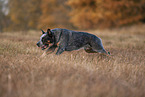 rennender Australian Cattle Dog