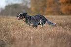 rennender Australian Cattle Dog