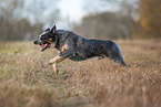 rennender Australian Cattle Dog