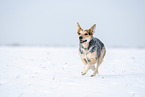 rennender Australian Cattle Dog