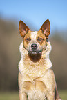 Australian Cattle Dog Portrait