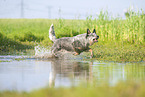 Australian Cattle Dog rennt durchs Wasser