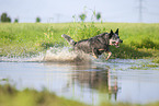 Australian Cattle Dog rennt durchs Wasser