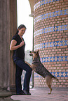 stehender Australian Cattle Dog