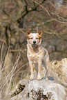 Australian Cattle Dog auf Baumstamm