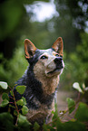 Australian Cattle Dog Portrait