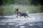 Australian Cattle Dog rennt durchs Wasser