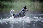 Australian Cattle Dog rennt durchs Wasser