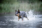 Australian Cattle Dog rennt durchs Wasser