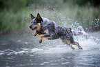 Australian Cattle Dog rennt durchs Wasser