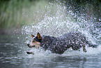 Australian Cattle Dog rennt durchs Wasser