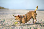 Australian Cattle Dog am Strand