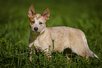 stehender Australian Cattle Dog Welpe